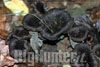 Cratarellus curnucopioides