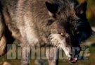 America riapre la caccia al lupo grigio